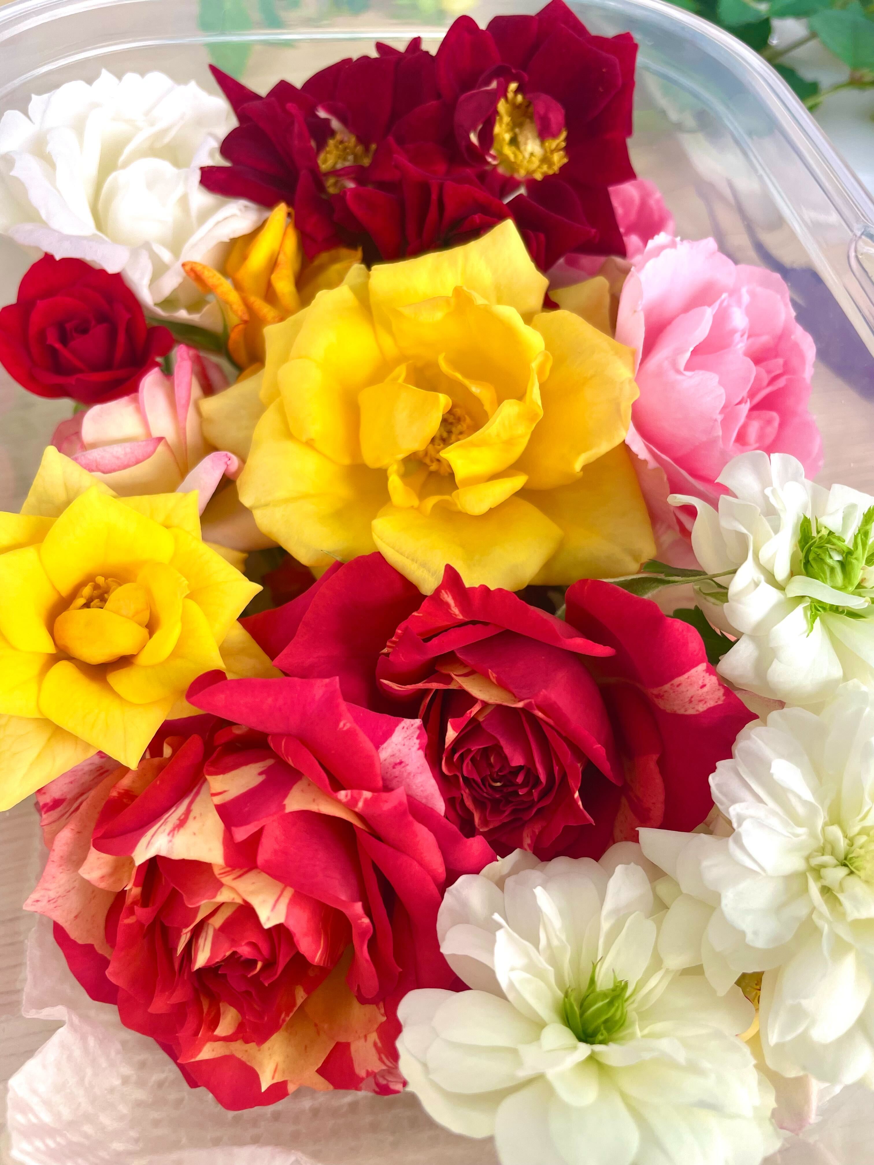 アクアポニックスで栽培されたエディブルローズ