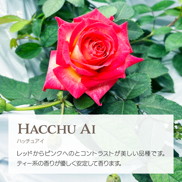 エディブルローズ ハッチュウアイ 赤とピンクのバラ アクアポニックス栽培