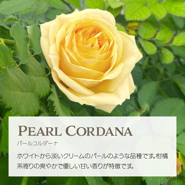 エディブルローズ パールコルダーナ 淡い黄色のバラ アクアポニックス栽培