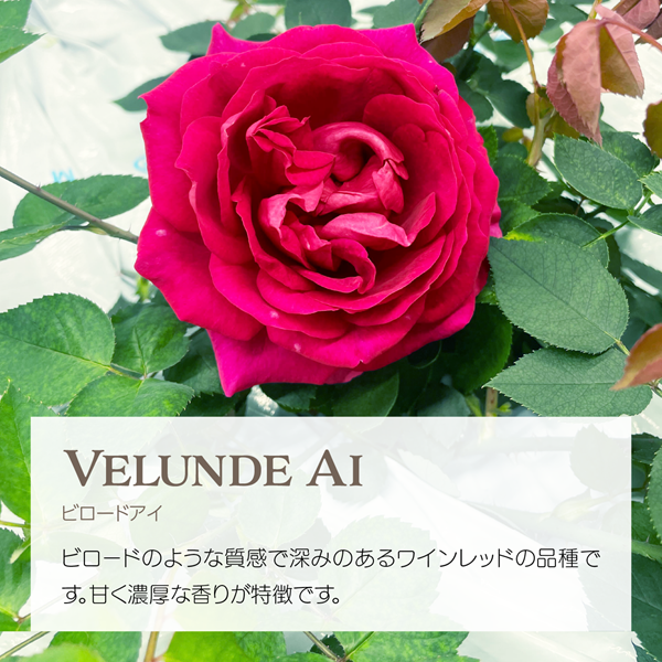 エディブルローズ ビロードアイ 深紅のバラ アクアポニックス栽培