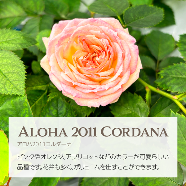 エディブルローズ アロハ2011コルダーナ ピンクとオレンジの花 アクアポニックス栽培