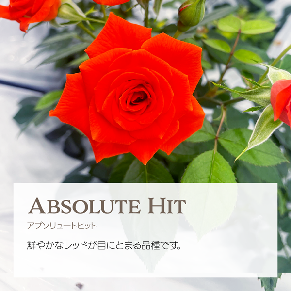 エディブルローズ アブソリュートヒット 赤いバラ アクアポニックス栽培