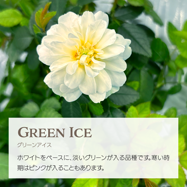 エディブルローズ グリーンアイス 白と淡いグリーンの花 アクアポニックス栽培
