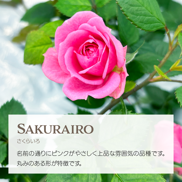 エディブルローズ さくらいろ ピンクのバラ アクアポニックス栽培