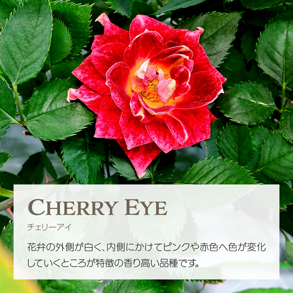 エディブルローズ チェリーアイ 赤と白の花 アクアポニックス栽培