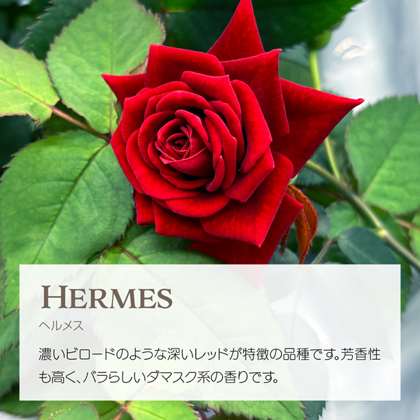 エディブルローズ ヘルメス 深紅のバラ アクアポニックス栽培