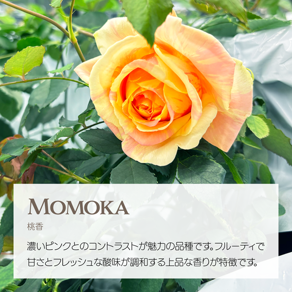 エディブルローズ 桃香 黄色とピンクの花 アクアポニックス栽培