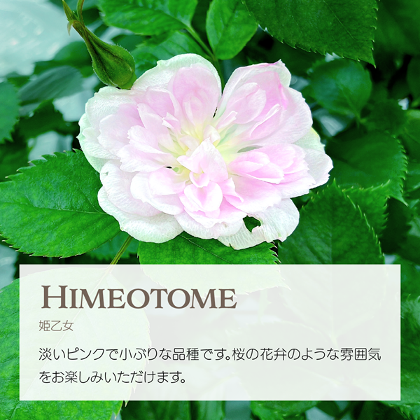 エディブルローズ 姫乙女 淡いピンクの花 アクアポニックス栽培