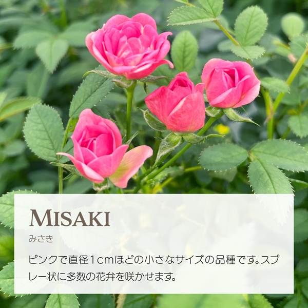 エディブルローズ ミサキ ピンクの小花 アクアポニックス栽培